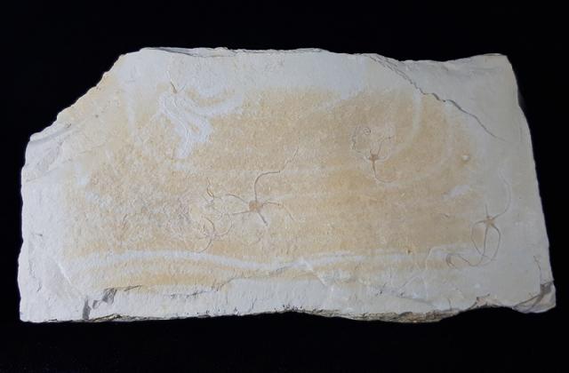 Sinosura kelheimense (BOEHM 1889) - Bild © FossNet FossilienStore
